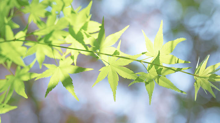 搜狗输入法下载秘籍曝光，这些隐藏功能你知道吗？ 二