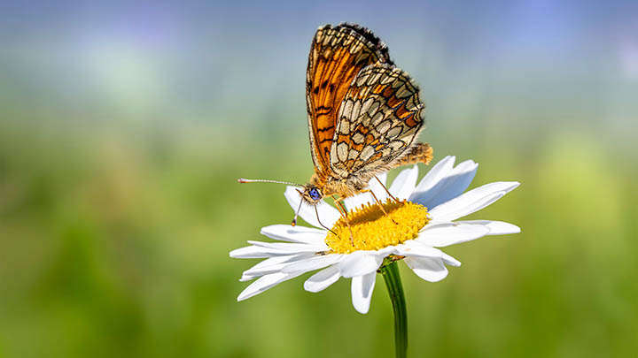 为何越来越多人选择sogo输入法下载？隐藏功能竟如此强大！ 一