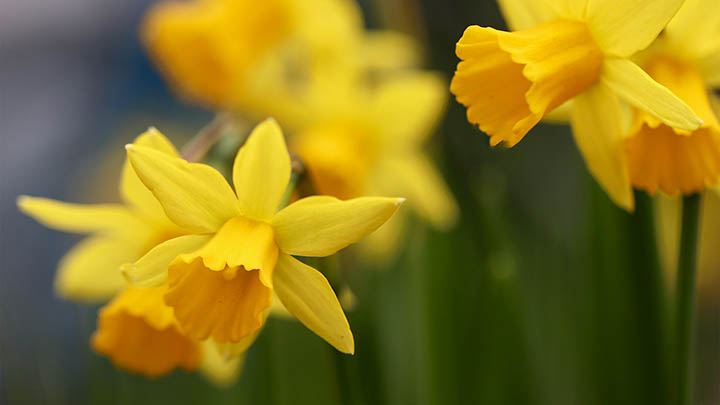 搜狗输入法强势崛起，新用户激增，未来能否挑战www.sogou.com的核心地位? 一