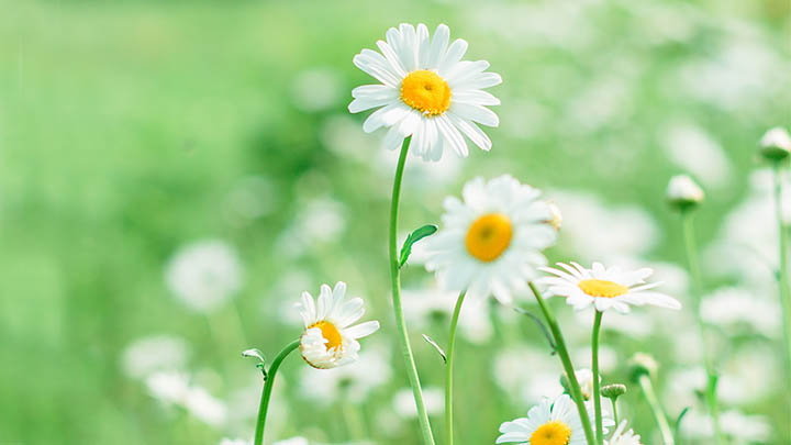 搜狗输入法电脑版到底有多强？功能强悍让人停不下来！ 一