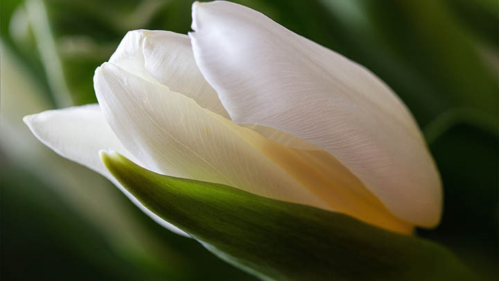 搜狗拼音输入法下载安装攻略，哪个路径才是正确入口? 一