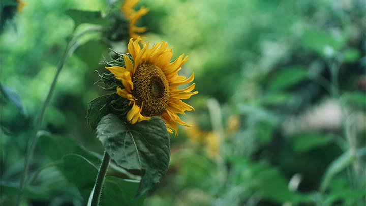 99%的人都忽略了这个秘籍，狗输入法搜狗输入法下载安装一步到位！ 一