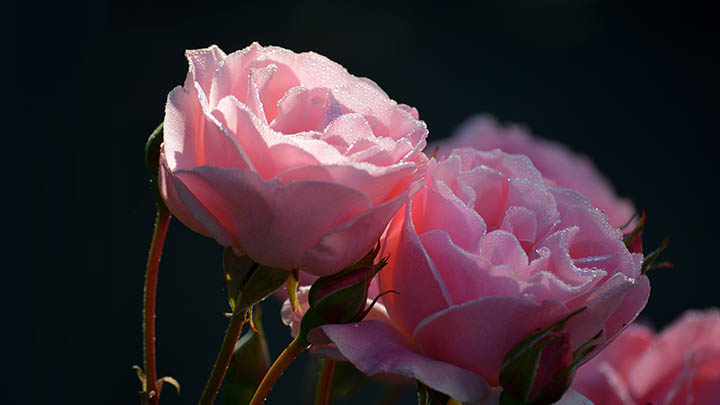 搜狗输入法官网地址在哪？官方入口全解析 二