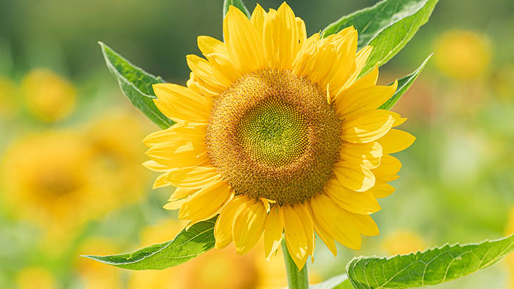 掌握这3个技巧，马上学会用搜狗输入法拼音快速打字 二