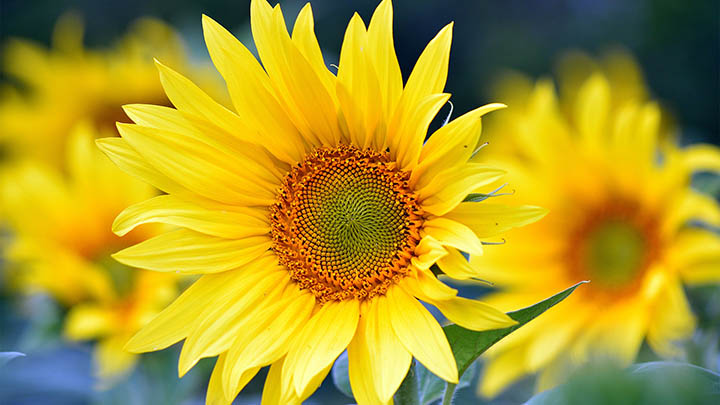 用了这么久的输入法，你还不知道搜狗输入法可以免费下载安装？ 二